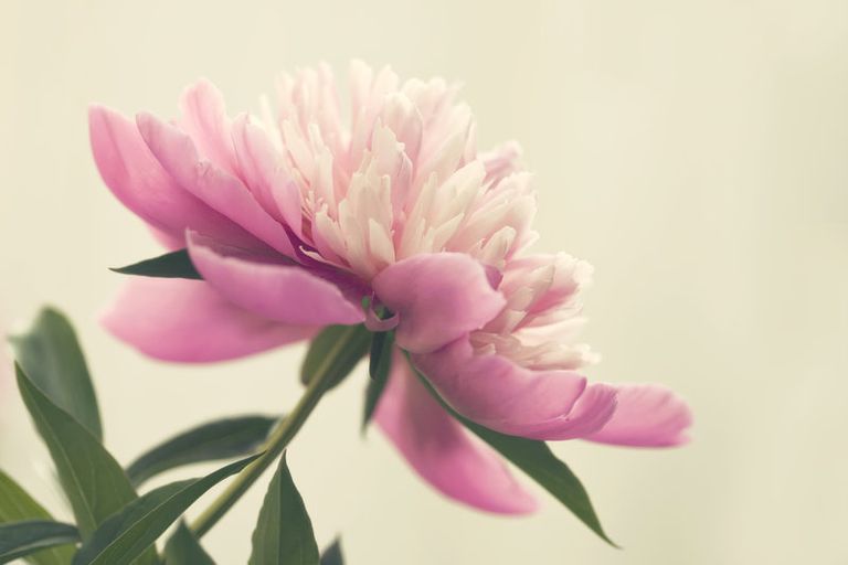 باقة ورد بالطريقة العصرية