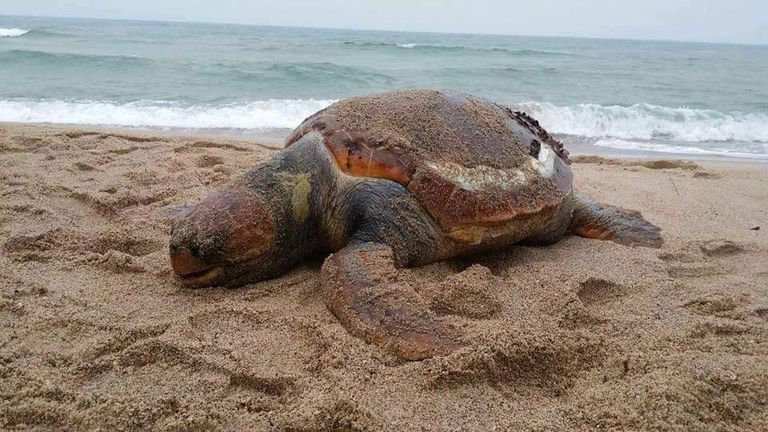 سلحفاة ضخمة بالسواحل الشرقية للجزائر