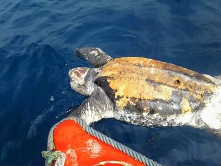 سلحفاة ضخمة بالسواحل الشرقية للجزائر