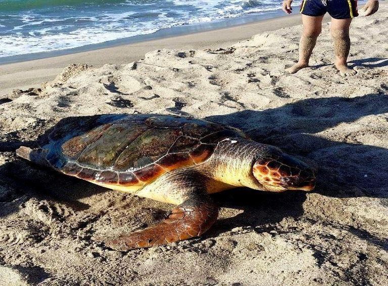 سلحفاة ضخمة بالسواحل الشرقية للجزائر