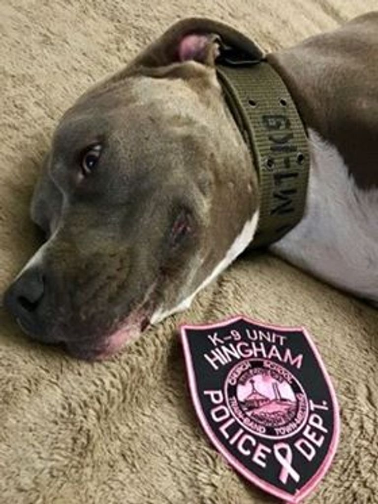 احتفالات عالمية بالشهر الوردي 