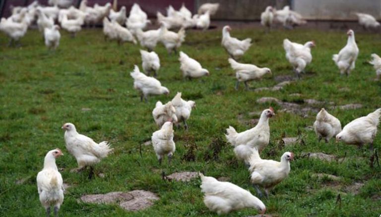 تفشي إنفلونزا الطيور في إيطاليا بسبب الدجاج