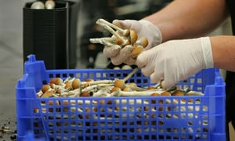 فطر سيلوسيبين له مفعول سحري يعالج الاكتئاب