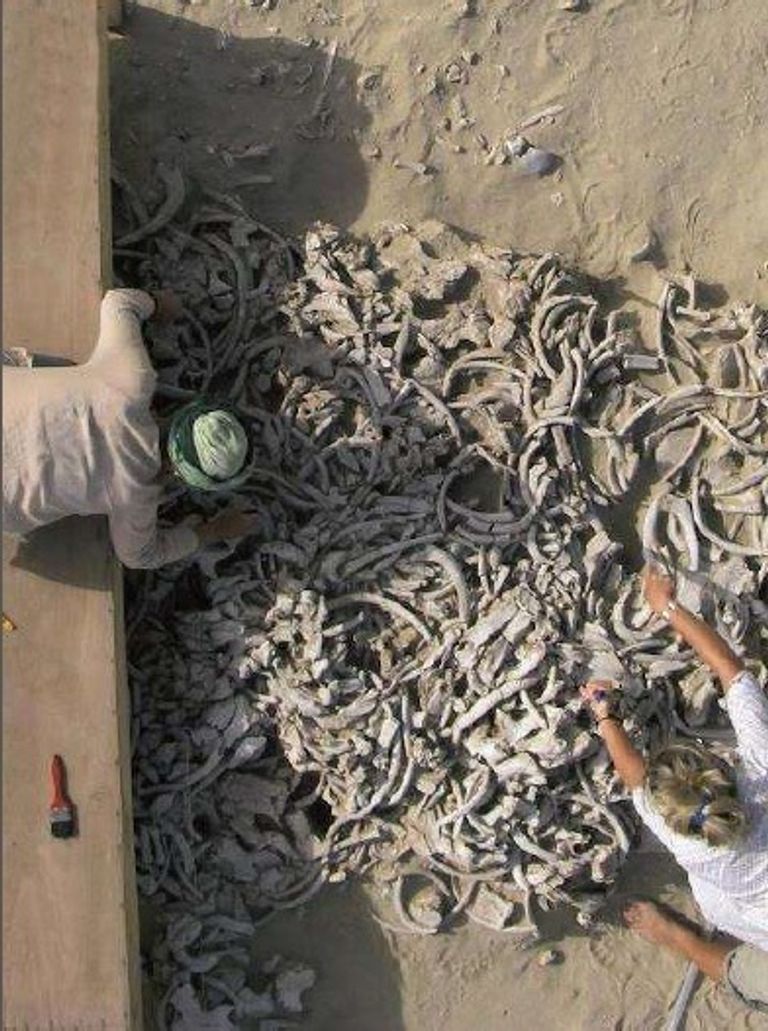 التعاون الأثري بين الإمارات وفرنسا متحف الشارقة للآثار