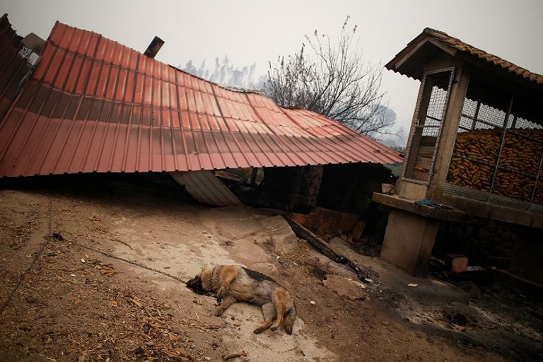 الحرائق دمرت العديد من المنازل في البرتغال- رويترز