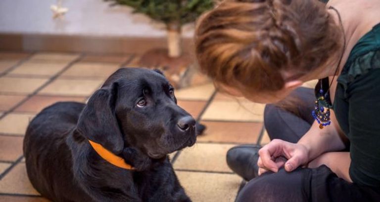 الكلاب تعلم أنها تأسر قلبك بنظراتها