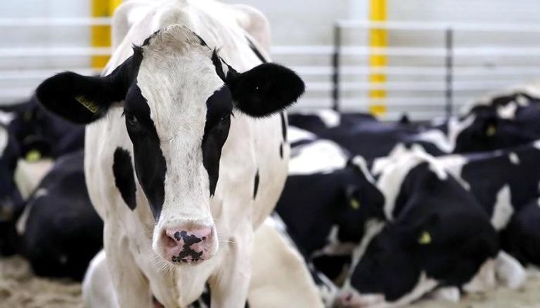 قطر تستورد الأبقار لتأمين احتياجاتها من الألبان بعد المقاطعة