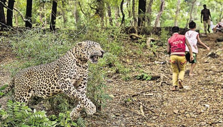 النمور تطرد سكان إحدى قرى مومباي 