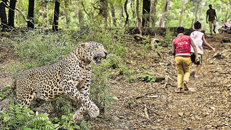 النمور تطرد سكان إحدى قرى مومباي