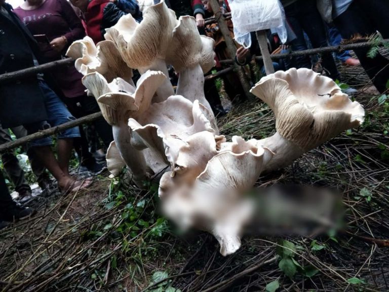 اكتشاف فطر عملاق بجنوب الصين