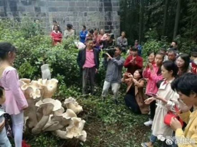 اكتشاف فطر عملاق بجنوب الصين