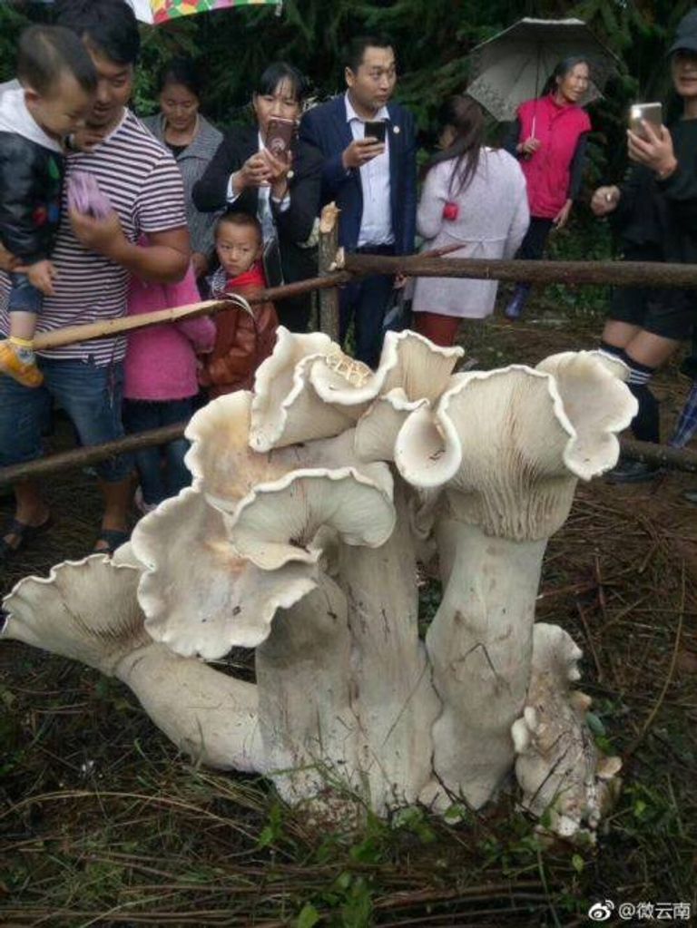 اكتشاف فطر عملاق بجنوب الصين