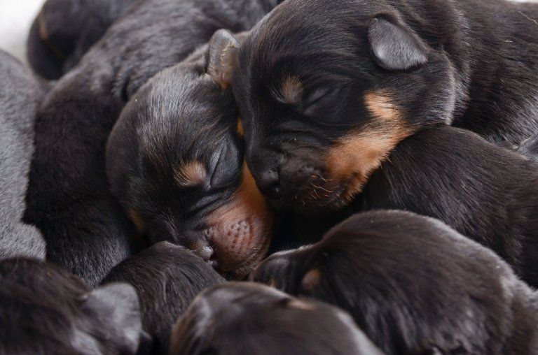 ثاني أكبر عدد لمواليد في بطن واحدة