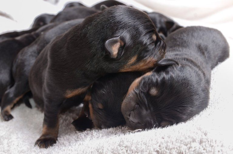 ثاني أكبر عدد لمواليد في بطن واحدة