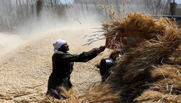مخزون مصر من القمح يكفي لـ4 أشهر