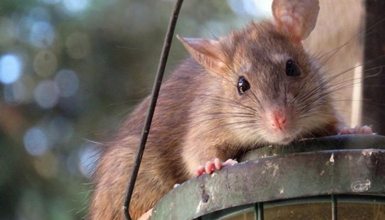 فئران - صورة أرشيفية