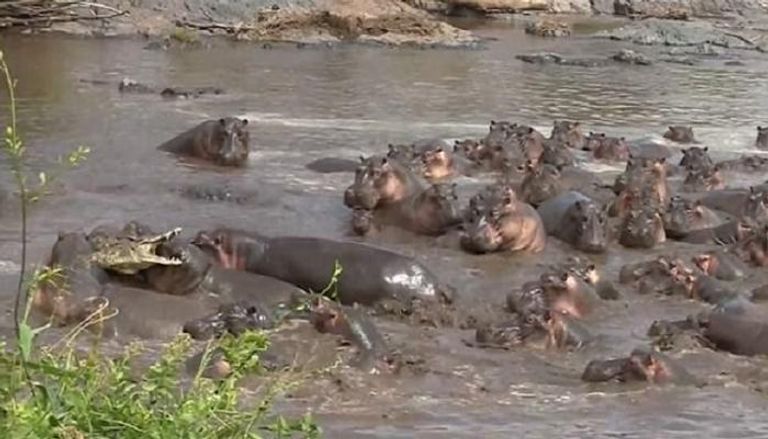 أفراس النهر تحاصر تمساحا لحماية صغارها