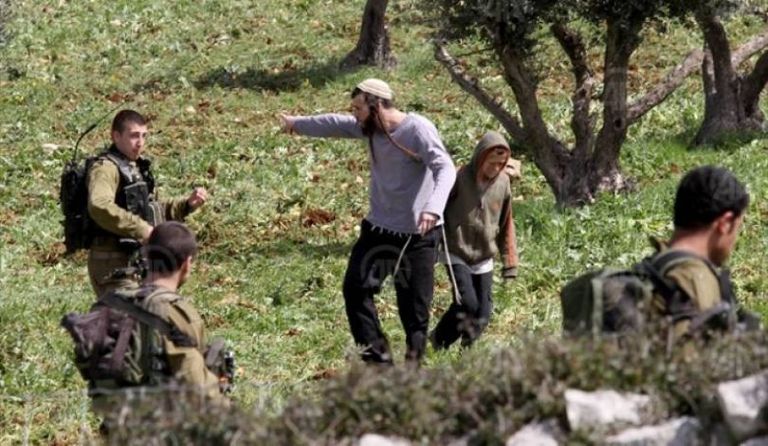 إسرائيليون يعتدون على مزارع الزيتون