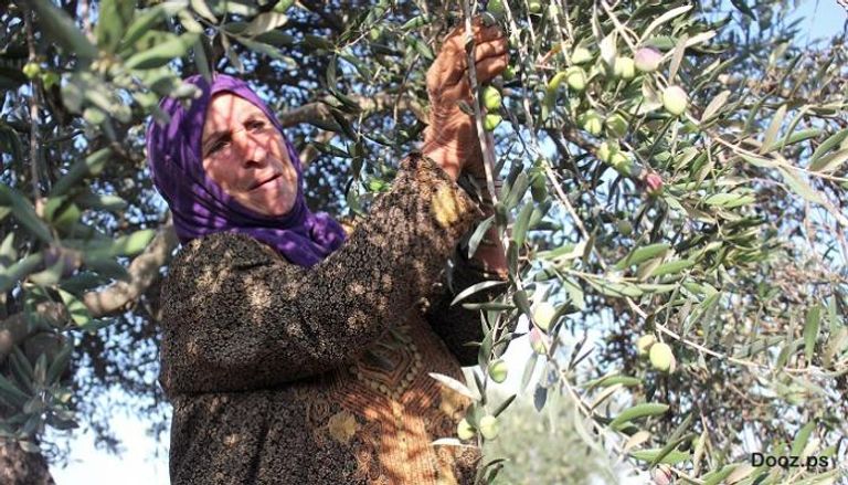 إسرائيليون يعتدون على مزارع الزيتون