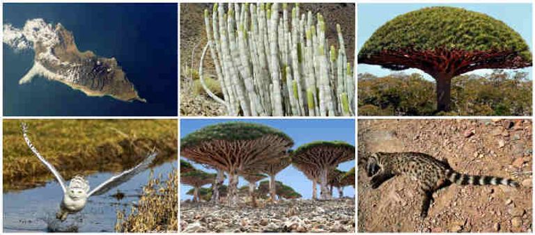 معالم من جزيرة سقطرى اليمنية