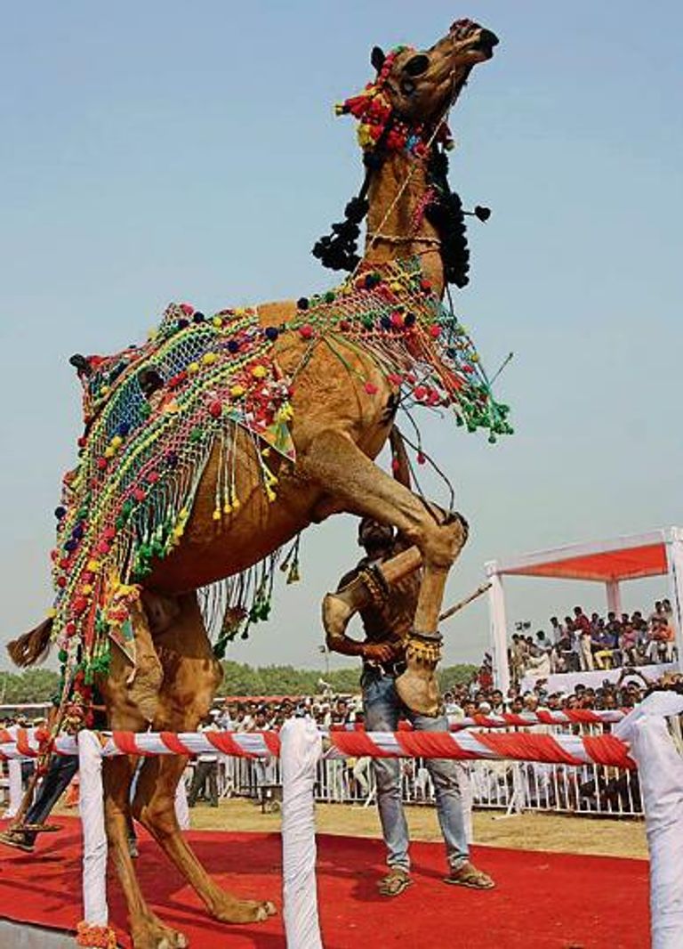 بالفيديو.. ملكة جمال البقر والعجول والجمال في ولاية هاريانا