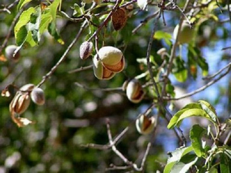 فستق  أمريكي - رويترز