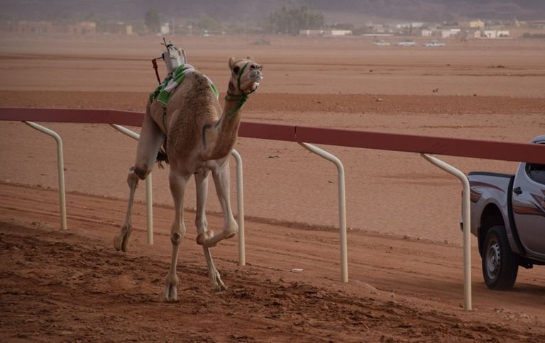 لقطة من السباق