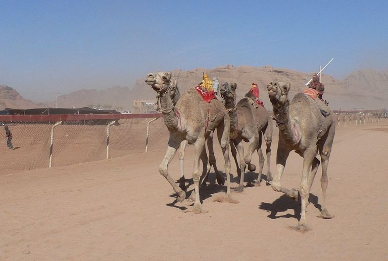 لقطة من السباق