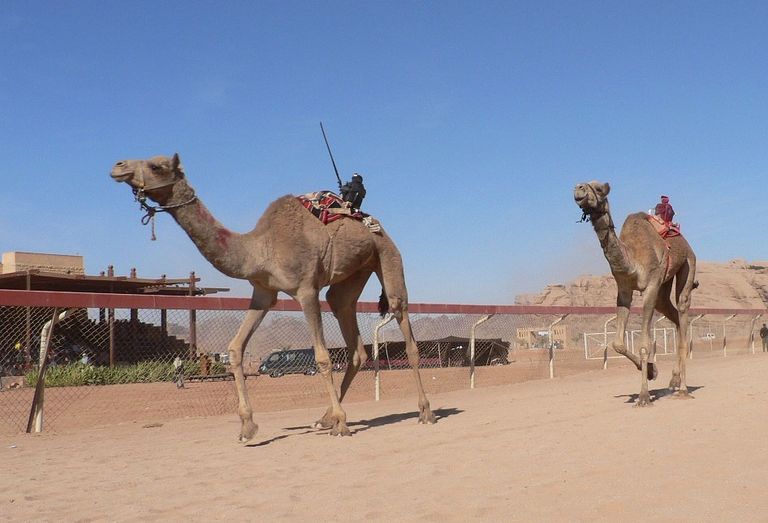 لقطة من السباق