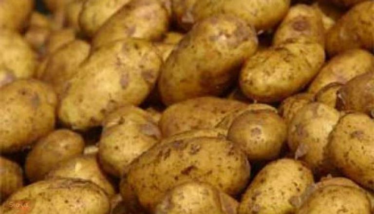 الأردن رفعت الحظر على استيراد البطاطس المصرية - صورة أرشيفية