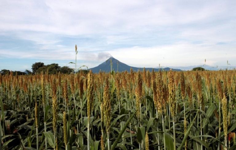 مصر توقف دعم دقيق الخبز