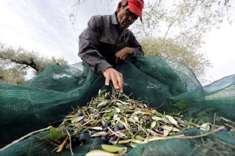 تونس تأمل في أن تعزز صادرات زيت الزيتون عائدات البلاد