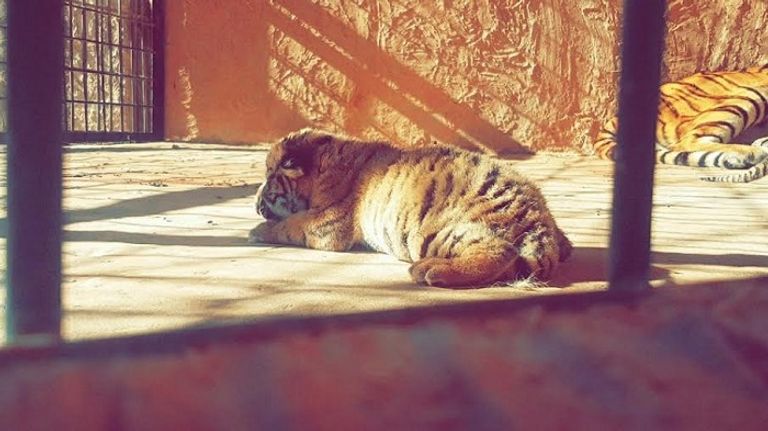 ميلاد نمرين في صحراء الجزائر