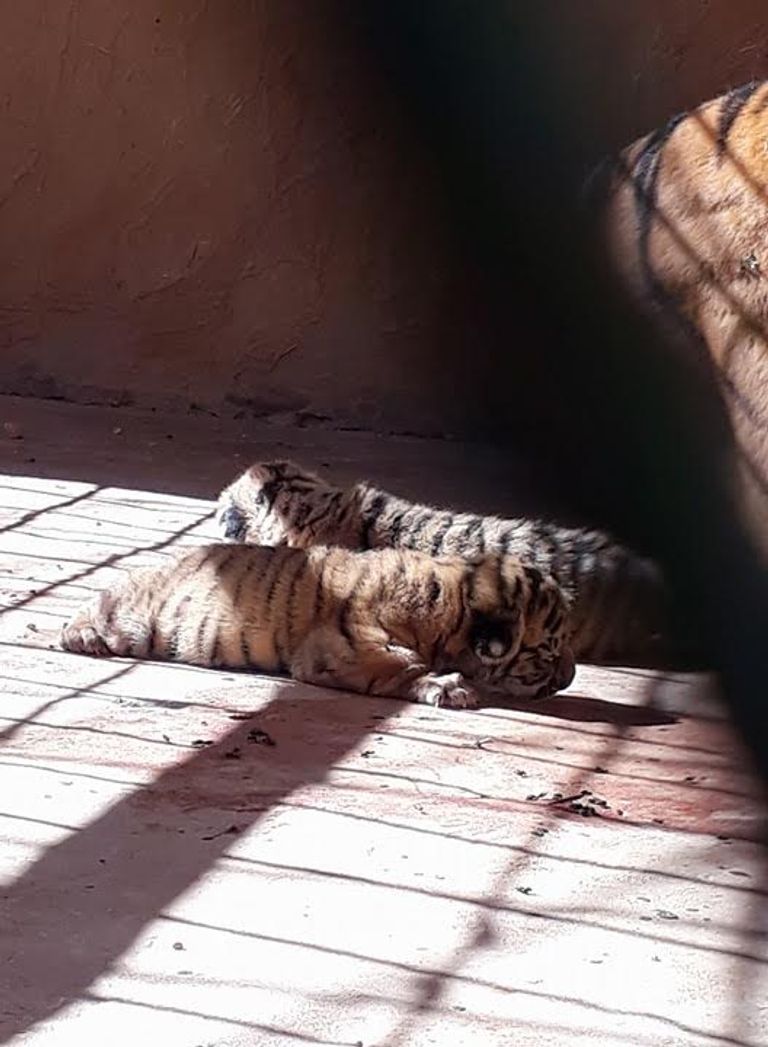 ميلاد نمرين في صحراء الجزائر