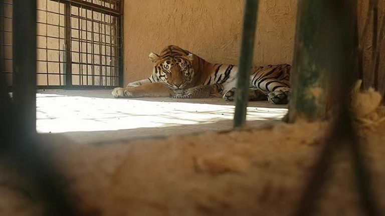 ميلاد نمرين في صحراء الجزائر