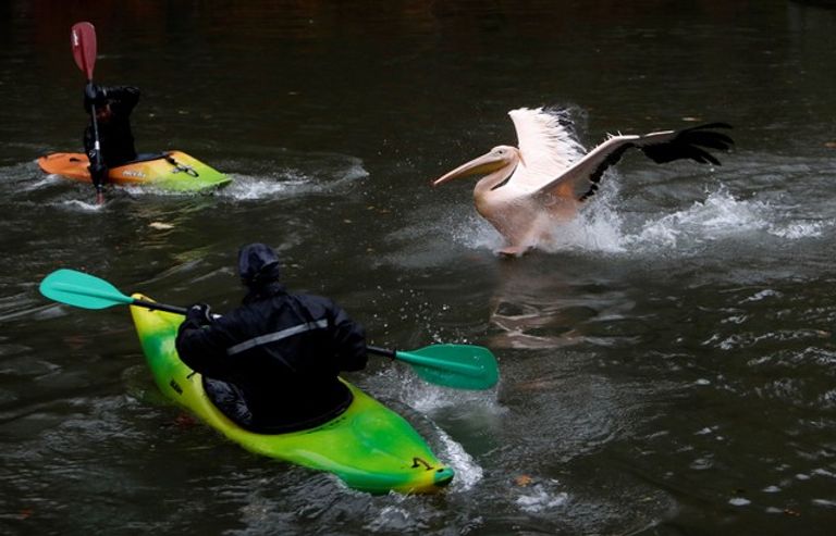 نقل البجع إلى حديقة حيوان شتوية بالتشيك