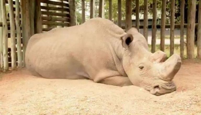 وحيد القرن سودان