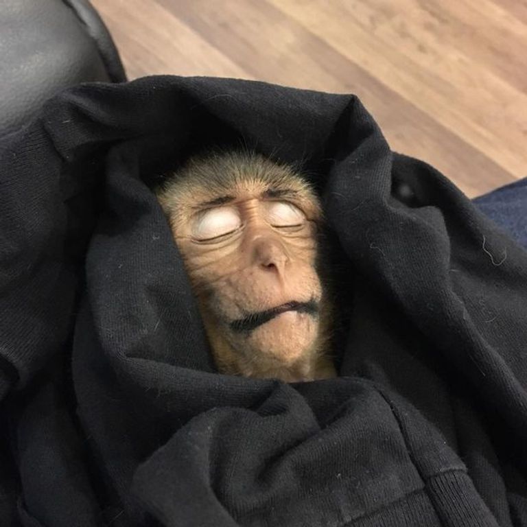 إغماء القرد 10 ساعات