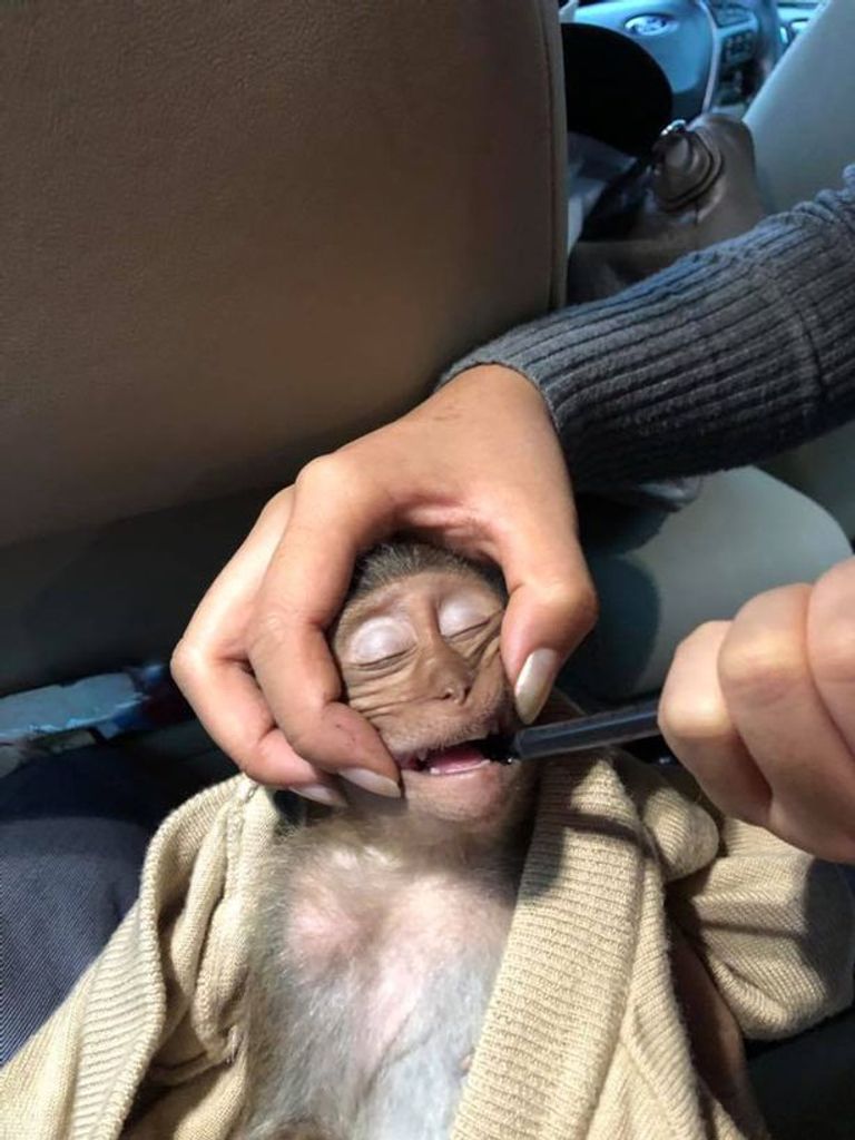 إغماء القرد 10 ساعات