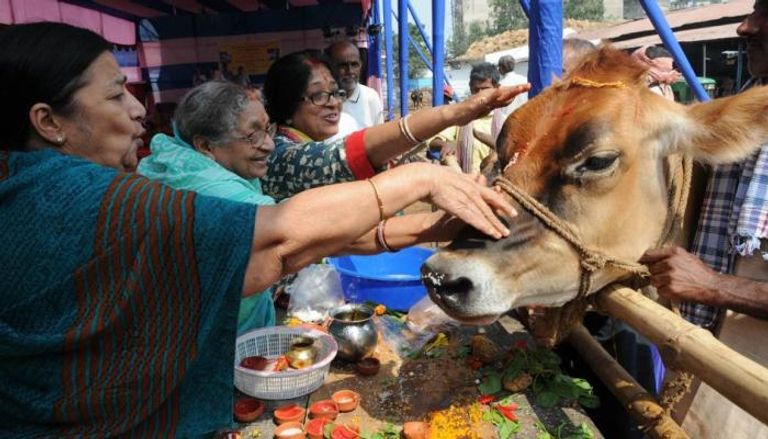 الاحتفاء بالأبقار في الهند - أرشيفية