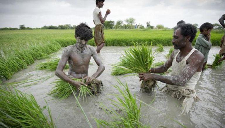 مزارعون هنود في أحد حقول الأرز (أرشيفية)