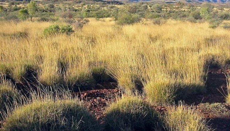 عشب "سبينيفكس" ينمو بالمناطق القاحلة في أستراليا