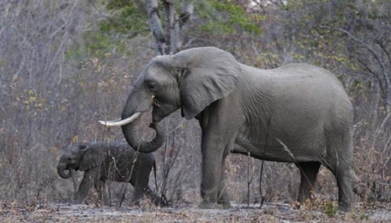 فيلة بحديقة هوانج الوطنية في زيمبابوي