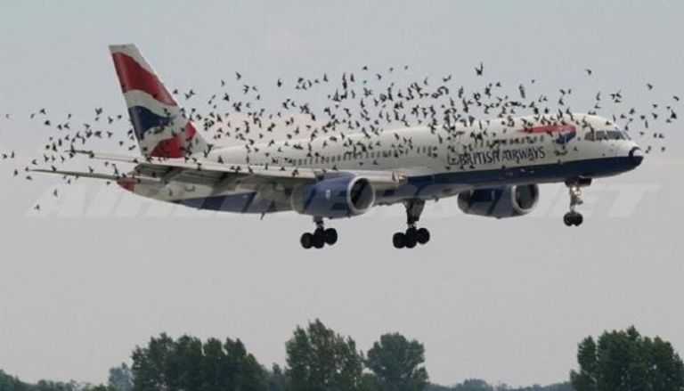 طيور تهاجم طائرة- أرشيفية