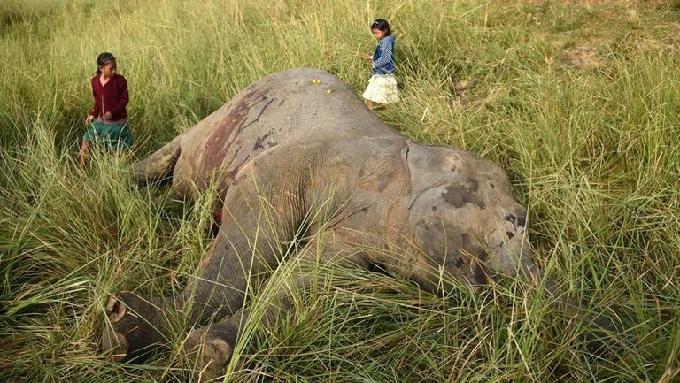 قطار يقتل فيلين آسيويين في الهند