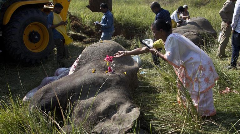 قطار يقتل فيلين آسيويين في الهند