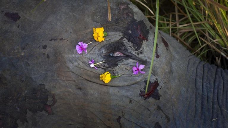 قطار يقتل فيلين آسيويين في الهند