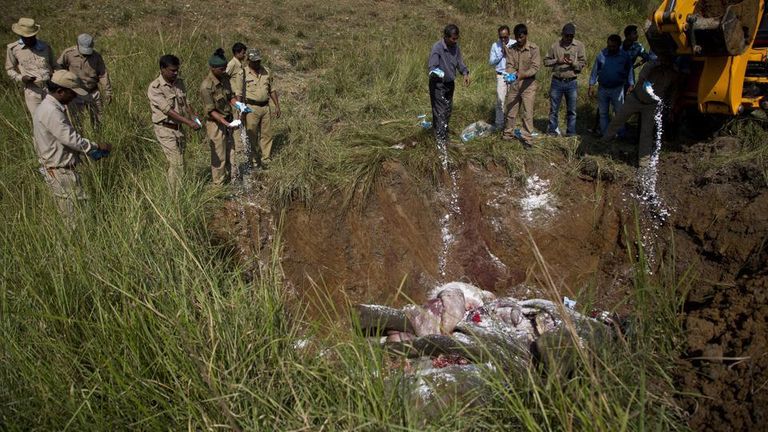 قطار يقتل فيلين آسيويين في الهند