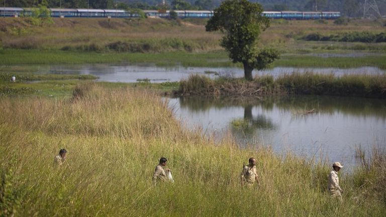 قطار يقتل فيلين آسيويين في الهند