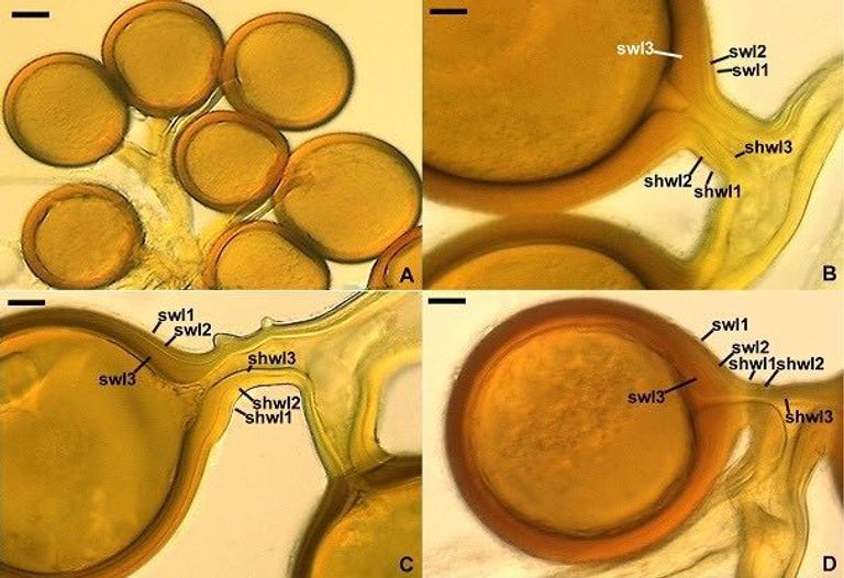 لحظة الإعلان عن الاكتشاف العلمي الجديد